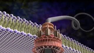 Amazing Flagellum  Michael Behe and the Revolution of Intelligent Design [upl. by Nylek]