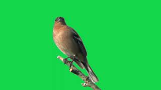 Chaffinch birds singing and chirping green screen video [upl. by Ellennaj]