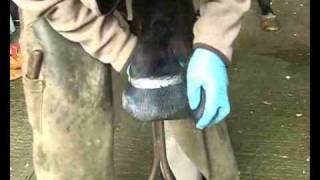 Horse Hoof toe repair edited highlights [upl. by Drabeck]