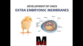 EXTRA EMBRYONIC MEMBRANES IN CHICK [upl. by Nwonknu]