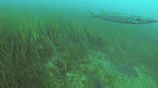 mud island under water video  north side [upl. by Squires]