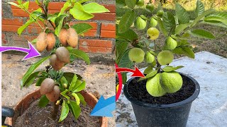 Amazing How to Grafting Guava and​ Sapodilla That Get The Most Fruit [upl. by Artenehs]