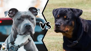 PITBULL VS ROTTWEILER  Which is More Powerful [upl. by Divadnoj]