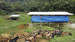 Building A New Barn For The Goats  Making Goat Barn By Wooden  Goat House of Hmong Farm [upl. by Silloc917]