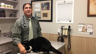 Heartworm Disease  Northeast Animal Hospital [upl. by Venuti]