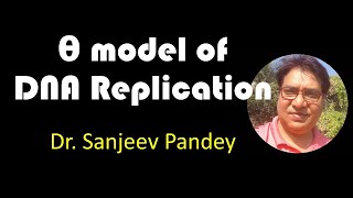 Theta Model of DNA replication [upl. by Gaither]