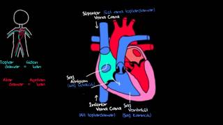 Kalp ve Kan Dolaşımı Sağlık ve Tıp Dolaşım Sistemi Fizyolojisi [upl. by Nicola]