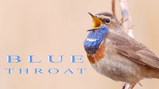 Bird sounds Bluethroat chirping and singing in the spring swamp [upl. by Yvonner]