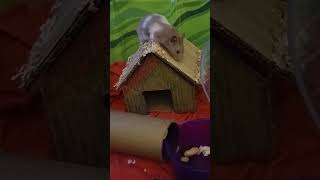 Syrian hamster at play [upl. by Lacie106]