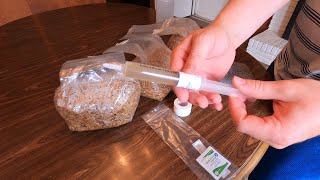 How to Inoculate Grain Spawn Bags  Horticology [upl. by Cr]