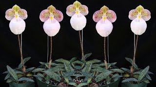 How to propagate Paphiopedilum Micranthum orchid at home [upl. by Eltotsira]