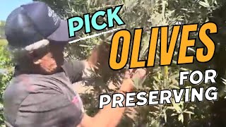 The Green Olives are READY for Picking [upl. by Tracie]