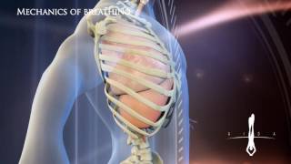 3D Medical Mechanics of breathing L v 1 0 [upl. by Yrad120]