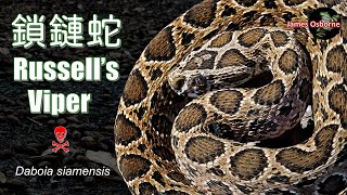 毒蛇 鎖鏈蛇 Daboia siamensis Siamese Russells Viper [upl. by Anivlis929]