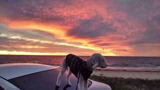 Bedlington terrier Harry [upl. by Nabetse]