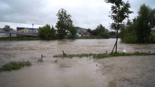 Hochwasser 2013 in Wieselburg [upl. by Luby]