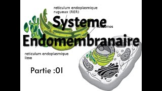 SYSTEME ENDOMEMBRANAIRE PART 1  INTRO  RETICULUM ENDOPLASMIQUE [upl. by Lyred]