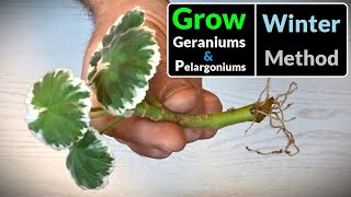 How to Grow Geraniums  Pelargoniums from Cuttings All Year Round Method [upl. by Bhayani]