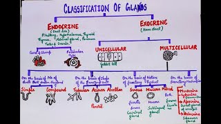 Classification of glands [upl. by Cinemod811]