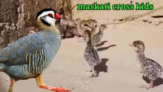 Arabian partridge and kids life maskati chakor farming [upl. by Ettedranreb]