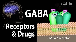 Neuroscience Basics GABA Receptors and GABA Drugs Animation [upl. by Ennej602]