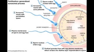 OVULASI FERTILISASI DAN IMPLANTASI [upl. by Tutankhamen]