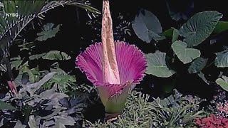 Missouri Botanical Garden Corpse Flower Live Stream 2021 [upl. by Haridan]