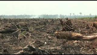 Fonterra implicated in rainforest destruction [upl. by Ahgiel]