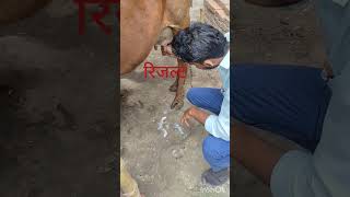 coliform mastitis दूध की जगह पानी आना [upl. by Hadlee289]