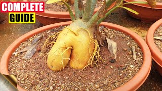 COMPLETE GUIDE TO GROWING ADENIUM – THE DESERT ROSE  CARE TIPS TRICKS SEEDS CAUDEX [upl. by Uphemia]