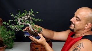 Bonsai Zero Olmo Chino  Trasplante de emergencia por accidente [upl. by Latnahs187]