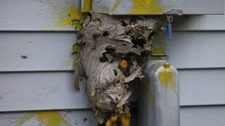 Hornet Nest Destruction Compilation [upl. by Balac]