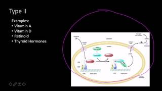 Steroid hormone receptors [upl. by Bornstein]