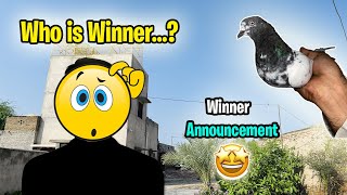 Winner Announcement 🎁😍  Numberdar Pigeons [upl. by Forrer928]