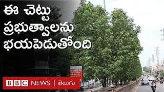 Conocarpus నర్సరీలు పెట్టి పెంచిన ఈ మొక్క ఇప్పుడు ప్రభుత్వాలను ఎందుకు భయపెడుతోంది  BBC Telugu [upl. by Steffen]