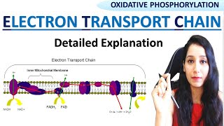 Oxidative Phosphorylation  Electron Transport Chain ETC amp Chemiosmosis I CSIRNET GATE NEET IITJAM [upl. by Eicam]