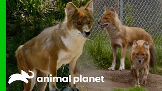 Three Beautiful Dholes Arrive At The Bronx Zoo  The Zoo [upl. by Ettennor754]