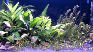 5 min fish facts cardinal tetras [upl. by Lot286]