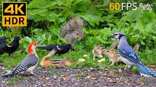 Cat TV for Cats to Watch 😺 Nonstop Chipmunks Birds Squirrels 🐿 8 Hours 4K HDR 60FPS [upl. by Cuttler]