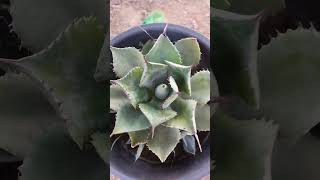 Exploring the Elegance of Agave Plants bollywood shortsfeed gardening trending [upl. by Eicrad]