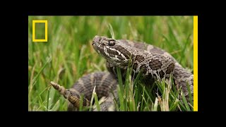 A Mysterious Fungus Is Killing Rattlesnakes  National Geographic [upl. by Emily]