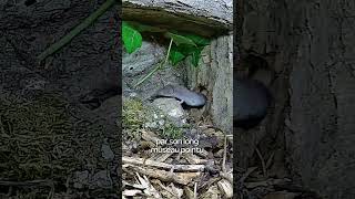 Nouvelle espèce dans la mammal box 🐭 [upl. by Schaeffer922]