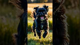 Facts about Affenpinscher Dog dog doglover doglovers doglove pets petlover [upl. by Valma809]