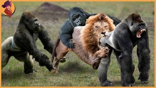 15 Gorillas And Chimps Battling Each Other And Other Animals [upl. by Morrell]