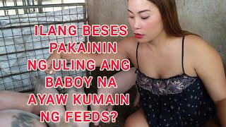 ILANG BESES PAKAININ NG ULING ANG BABOY NA WALANG GANA KUMAIN NG FEEDS OONAGH BACKYARD FARM [upl. by Vicky]