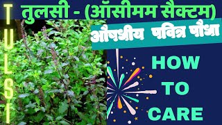 तुलसी Ocimum tenuiflorum पवित्र और औषधीय पौधा How to Care [upl. by Yoshiko]