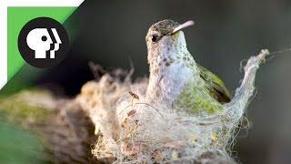 Hummingbird Builds Tiny Nest [upl. by Chappie]