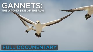 Gannets The Wrong Side of the Run Full Documentary  Earth Touch TV [upl. by Elvina]