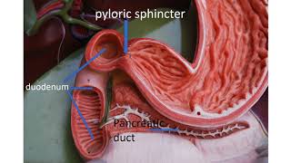 Medical terms 11 Gastrointestinal system [upl. by Triplett129]