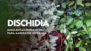 DISCHIDIA  Suculentas pendentes para ambientes internos [upl. by Sherwynd]